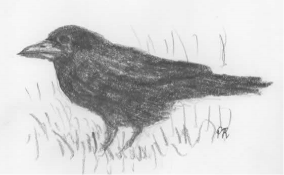 Regulering af råger i Aalborg Kommune