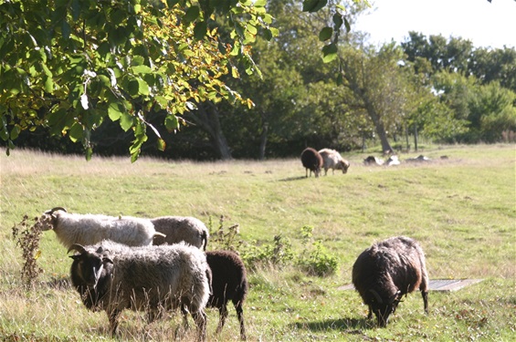Velkommen til Lindholm Grundejerforening